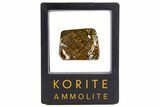 Iridescent Ammolite (Fossil Ammonite Shell) - Alberta #318016-1